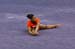 20100421_NCAAPK_8915